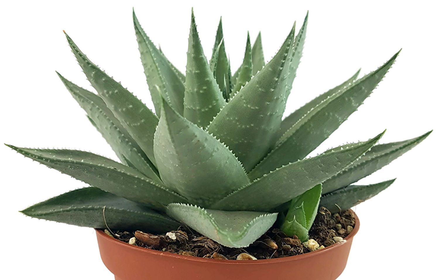 Haworthia 'Savanna' from our grower