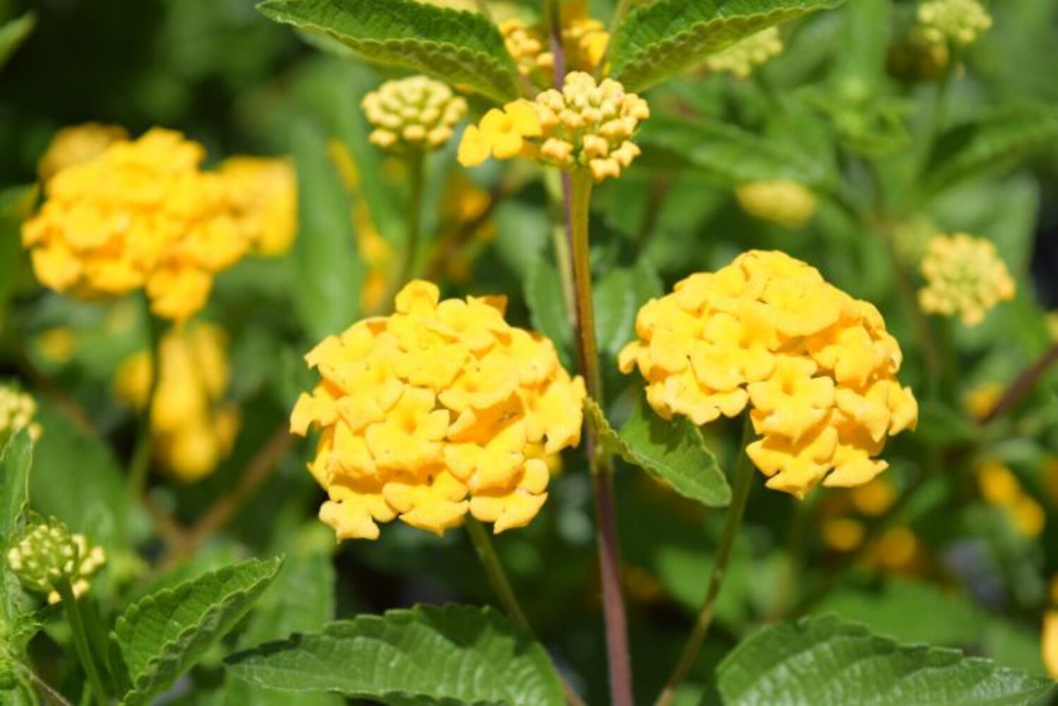 Lantana 'New Gold' for sale in Dallas–Fort Worth