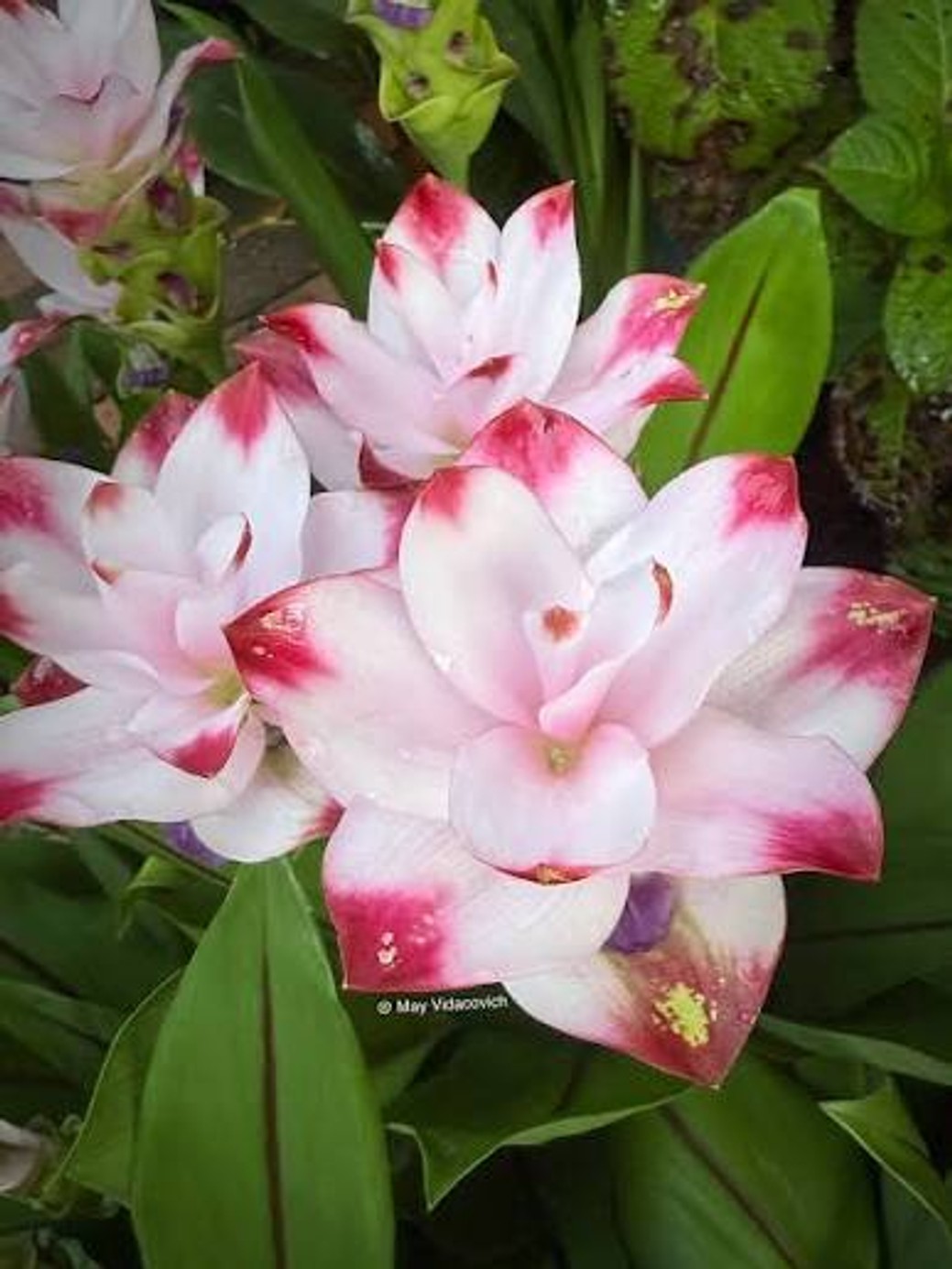Curcuma Siam™ 'Swing' from our grower