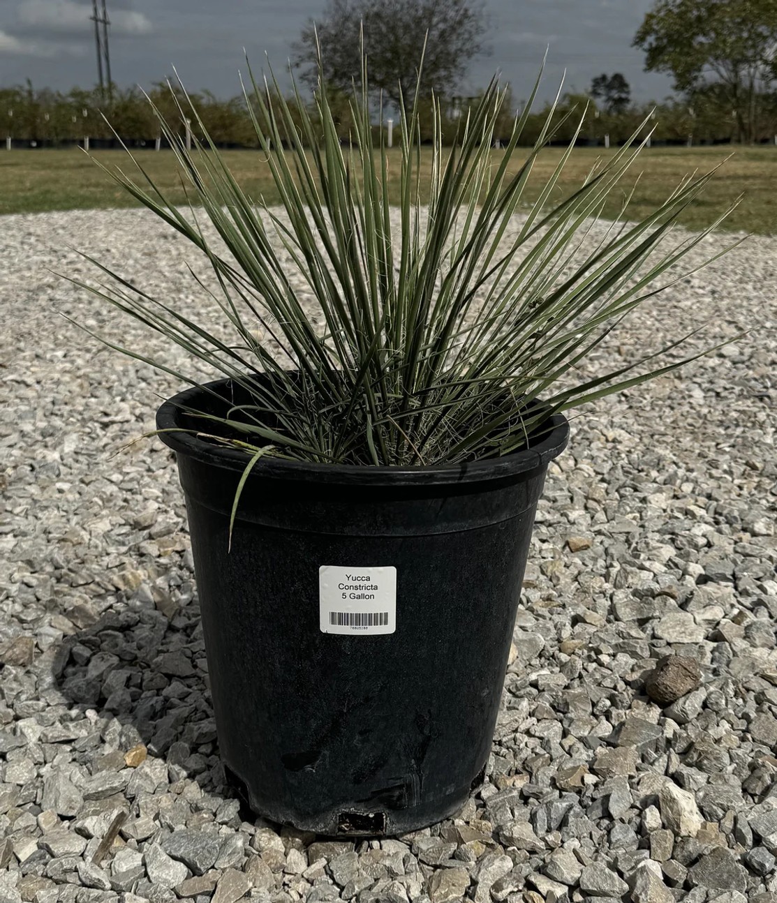 Yucca constricta from our grower