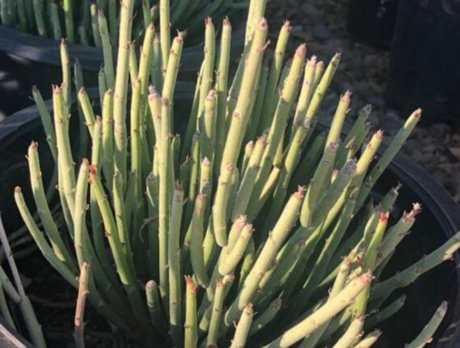 Euphorbia a. "Candelilla" (8a) from our grower