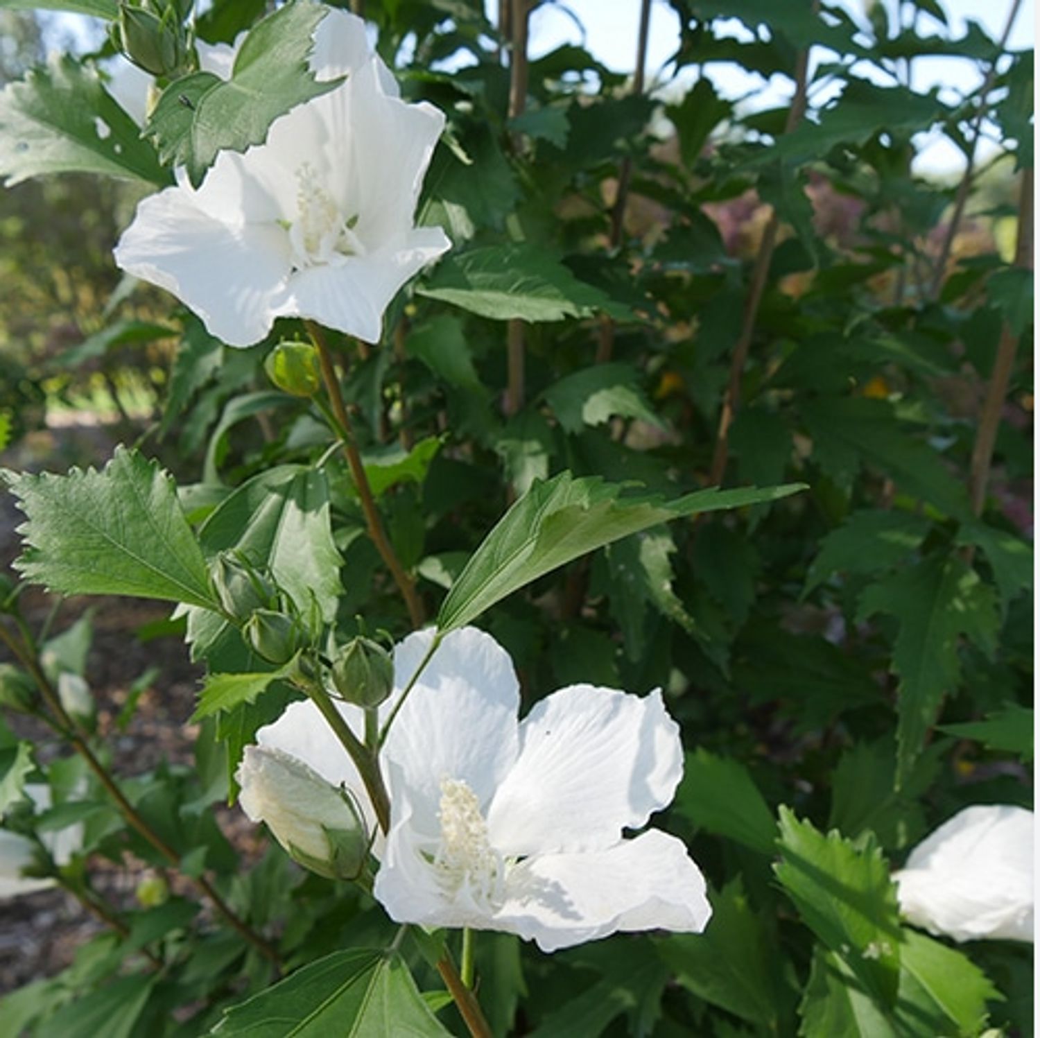 Hibiscus s. White Pillar® PW® "Rose of Sharon" from our grower