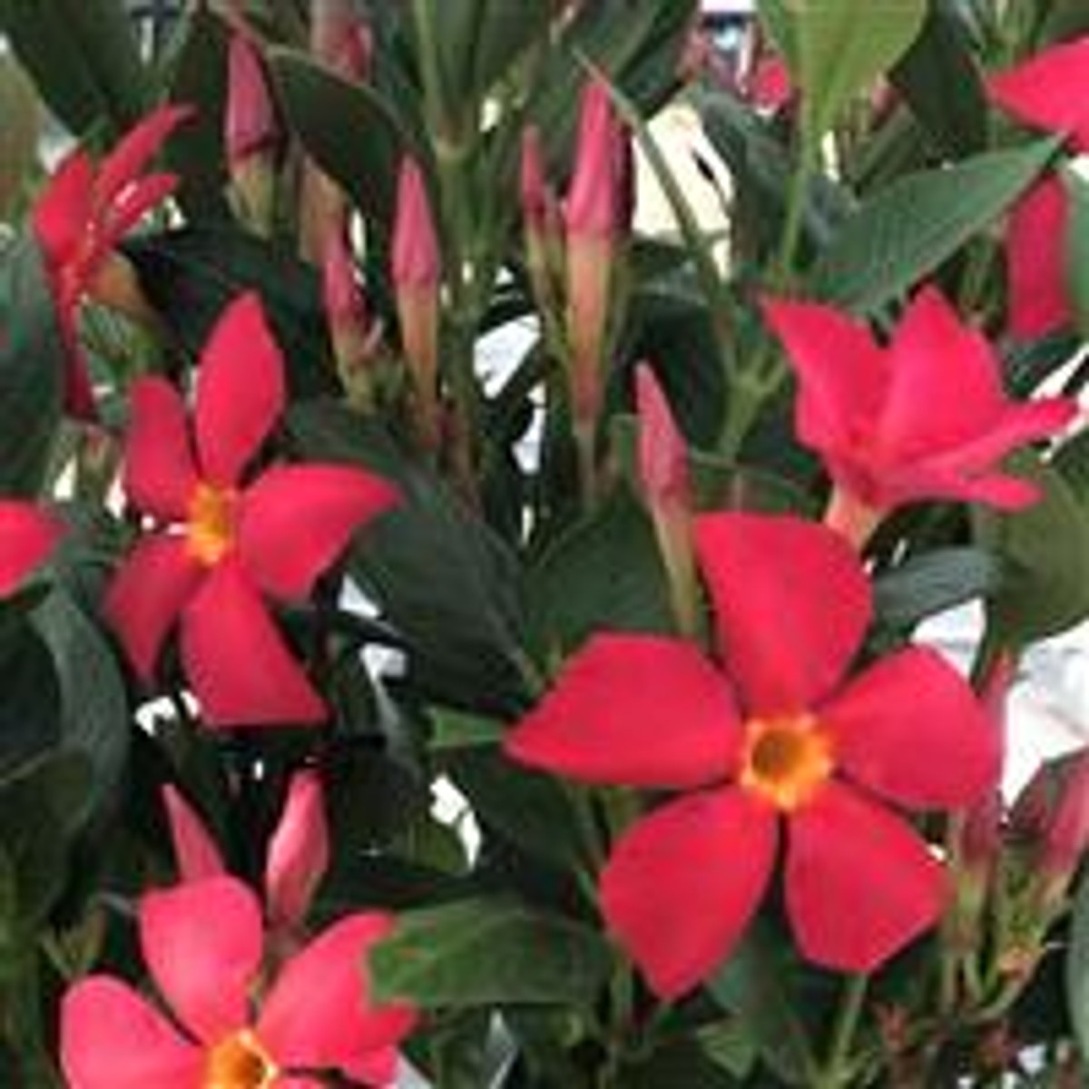Mandevilla 'Sun Parasol Fired Up Coral' from our grower