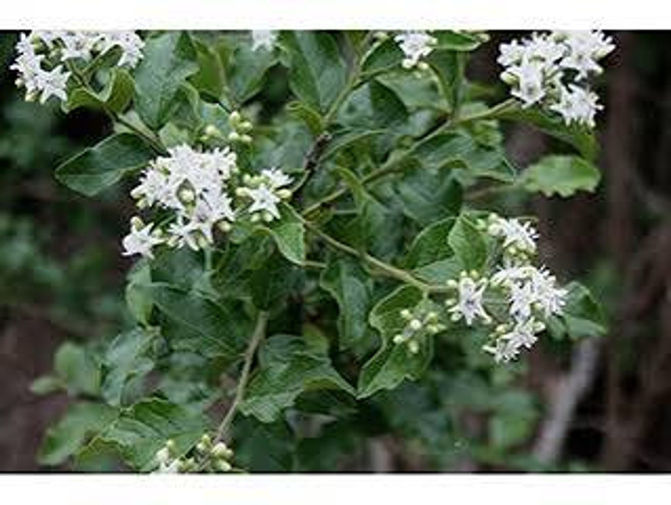 Ehretia anacua "Anaqua" from our grower