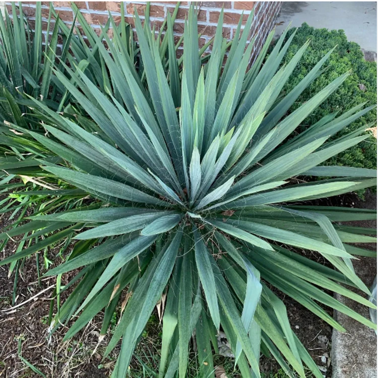 Yucca f. 'Excalibur' (4) from our grower