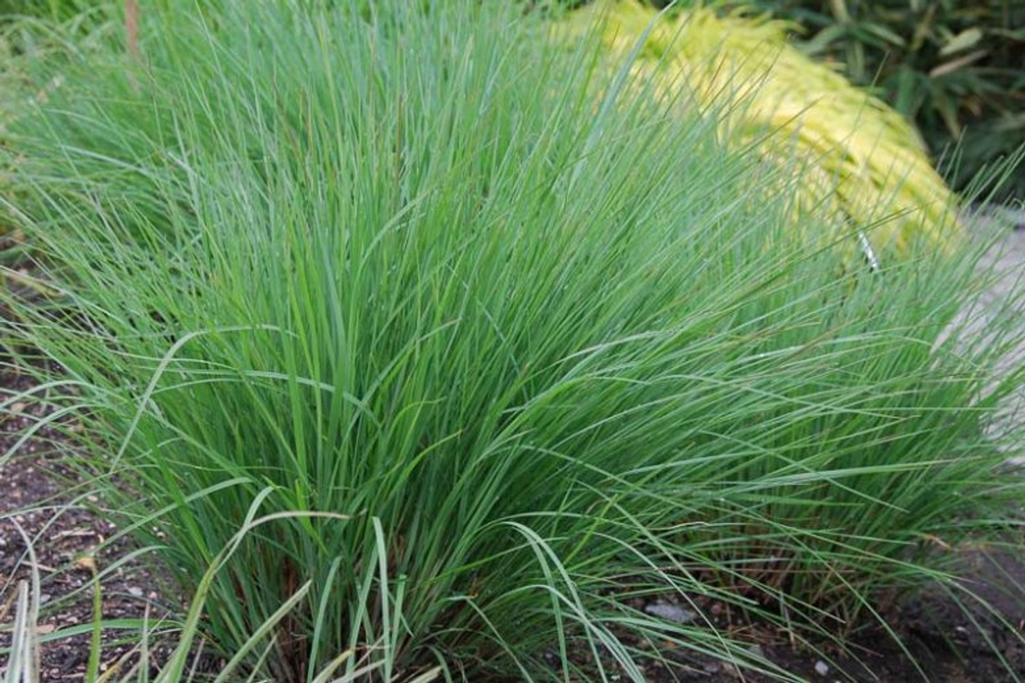 Schizachyrium scoparium 'Little Bluestem' from our grower