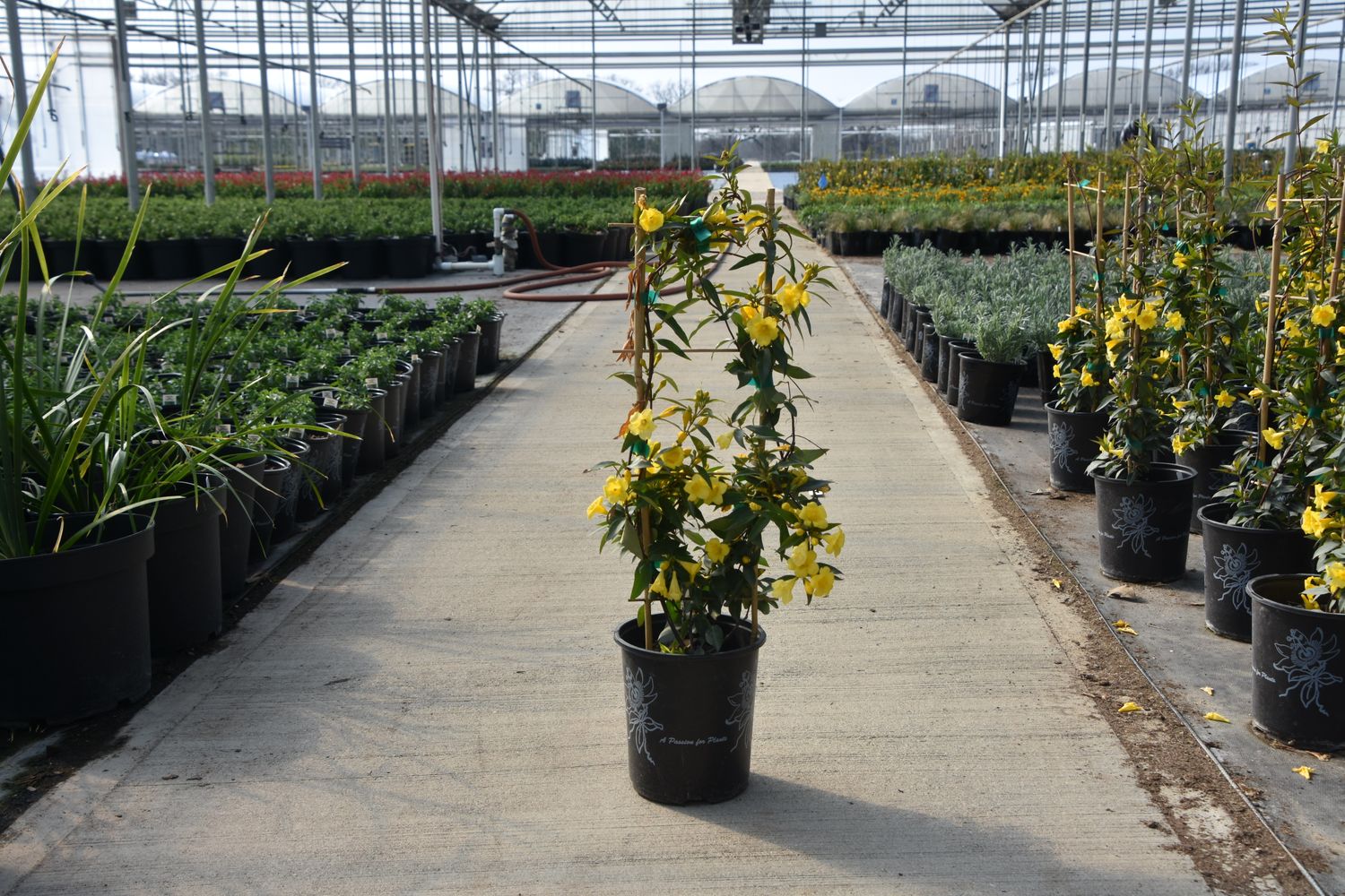 Gelsemium sempervirens 'Margarita' from our grower