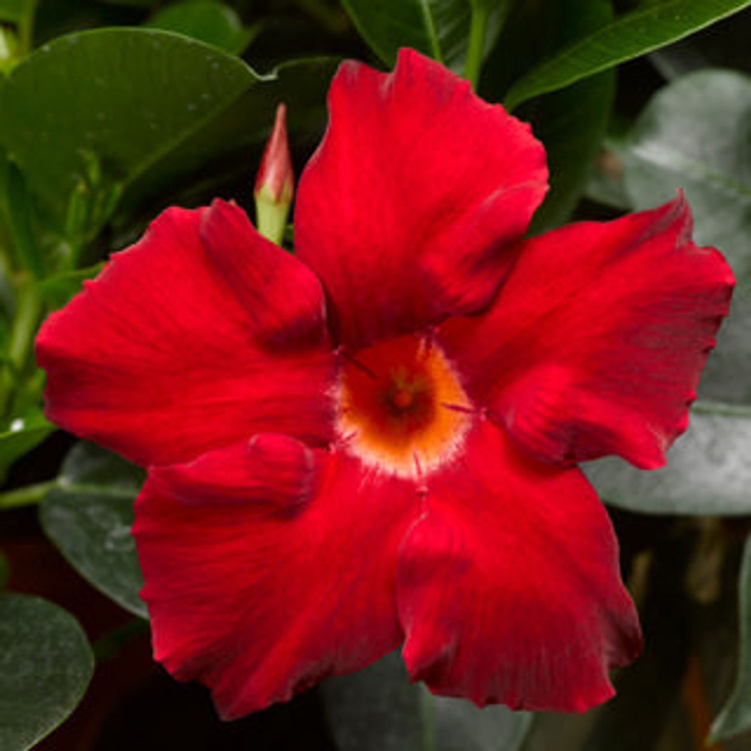 Dipladenia 'Madinia™ Elegant Velvet Red' from our grower