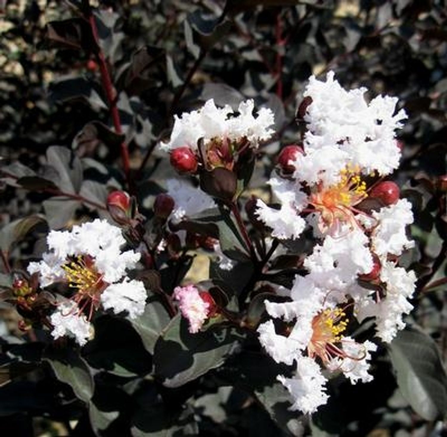 Lagerstroemia 'Ebony & Ivory' from our grower