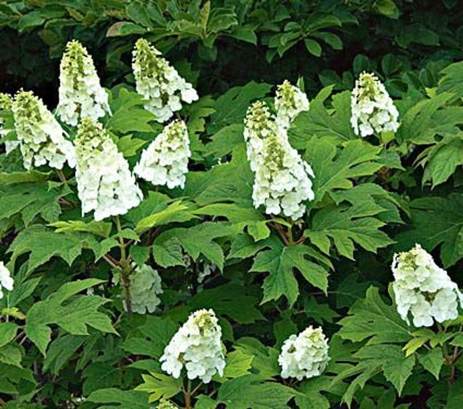 Hydrangea q. 'Snow Queen' from our grower