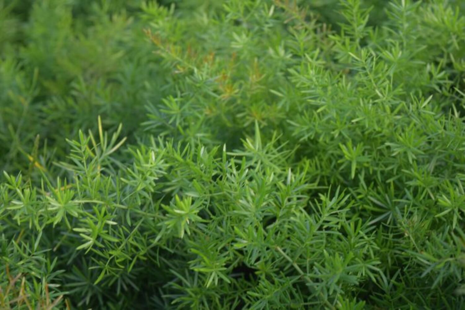 Asparagus sprengeri from our grower