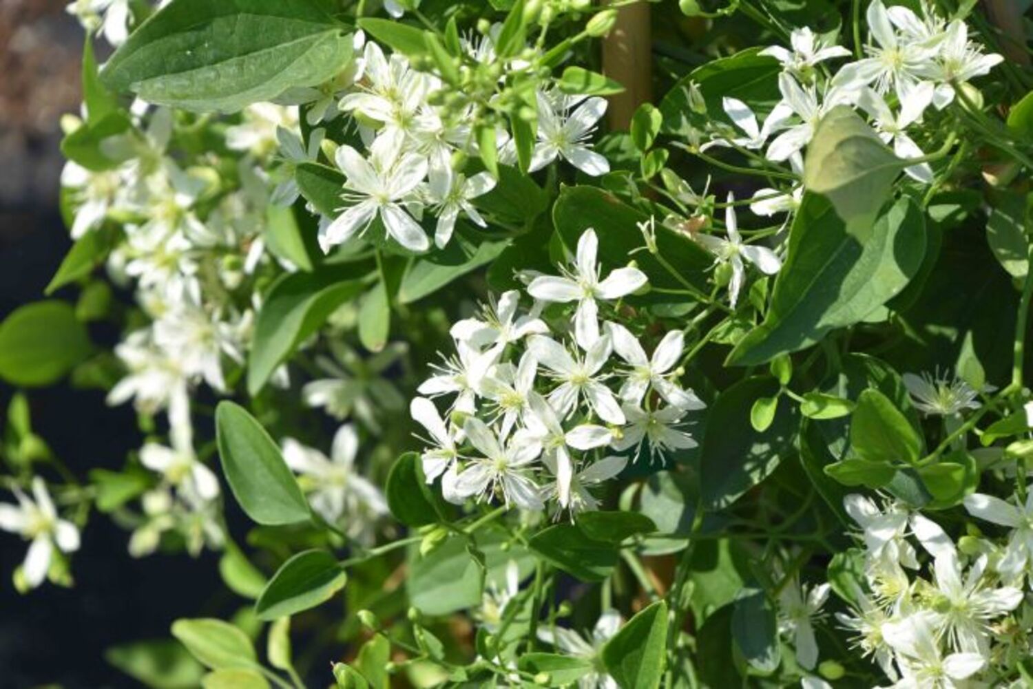 Clematis paniculata 'Sweet Autumn' from our grower