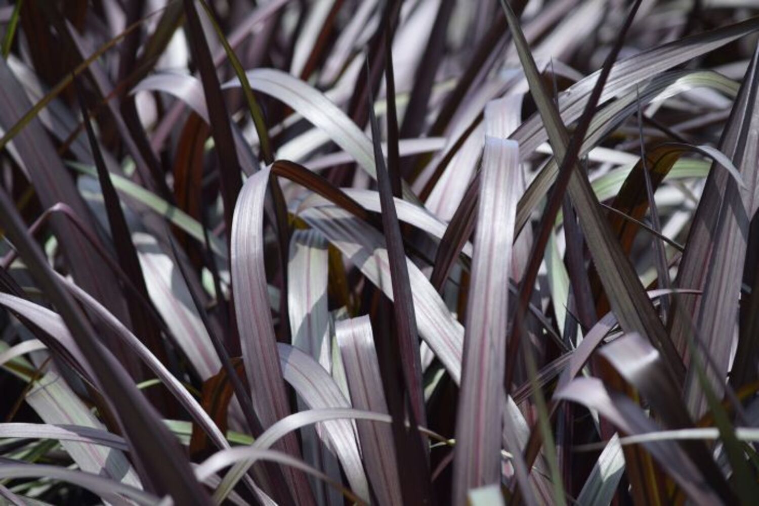 Pennisetum t. x  'First Knight' from our grower