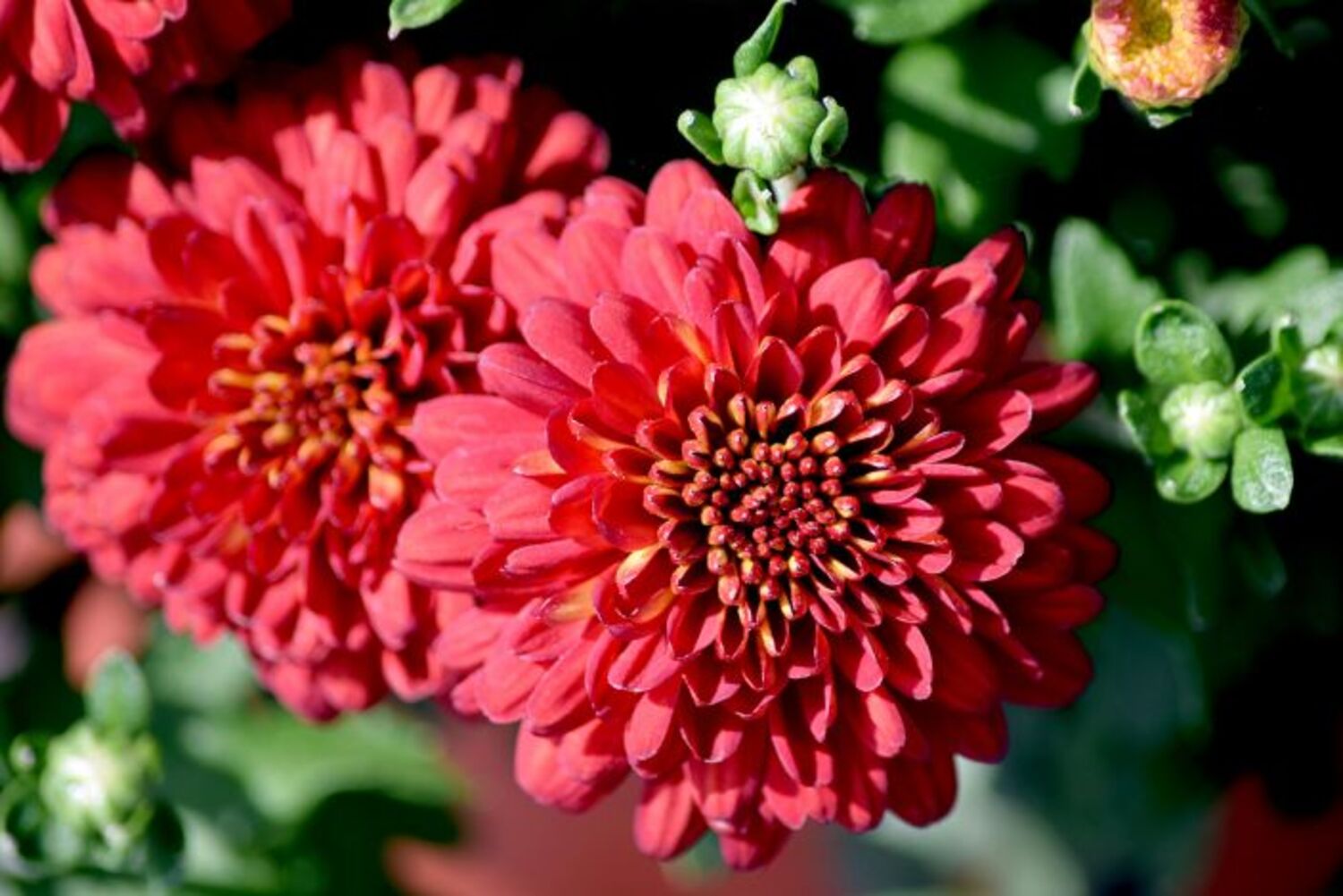 Mum Hestia Hot Red from our grower