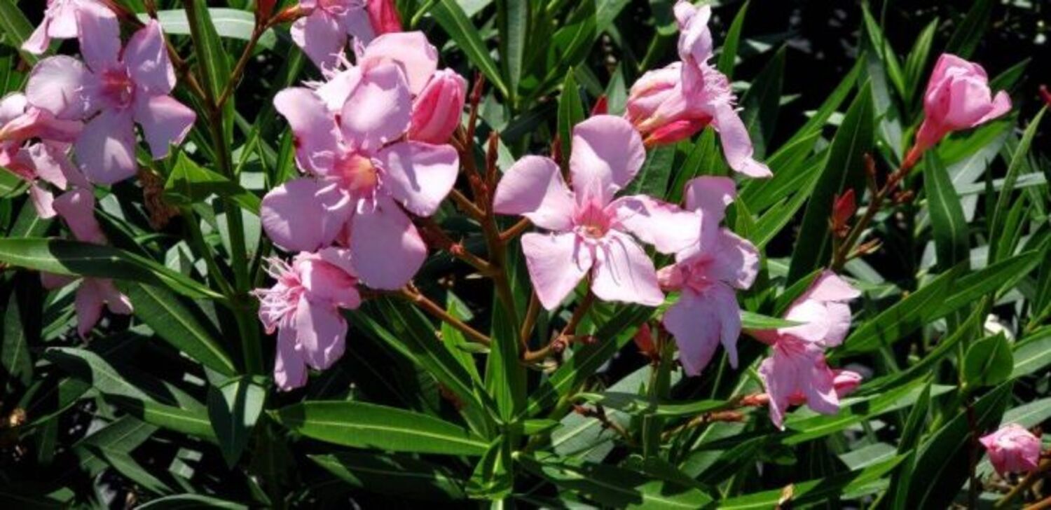 Nerium oleander 'Light Pink' from our grower