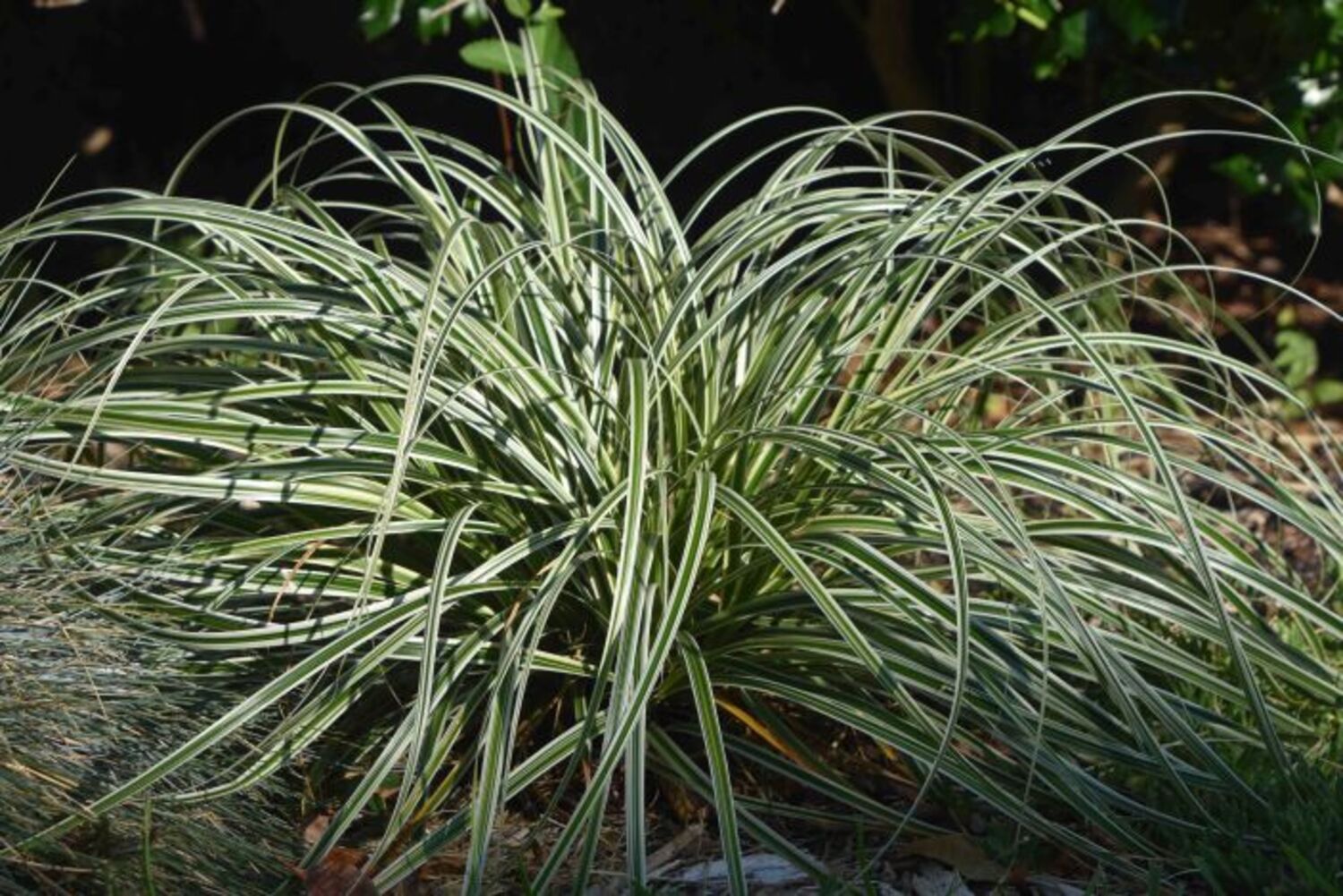 Carex 'Feather Falls' from our grower