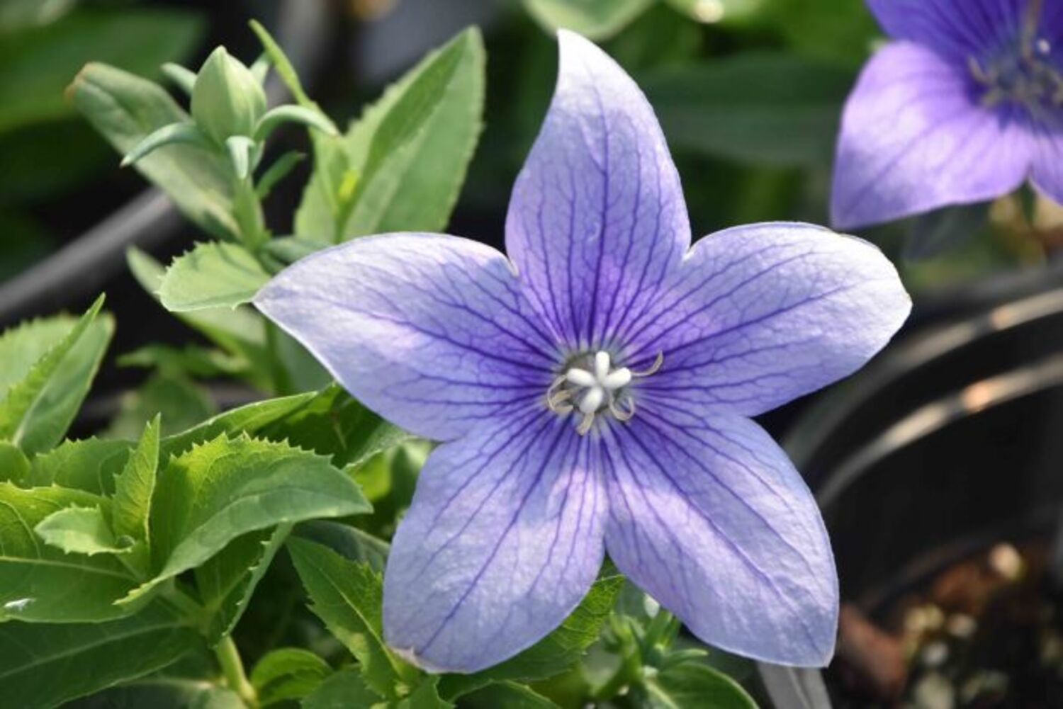 Platycodon 'Pop Star Blue' from our grower