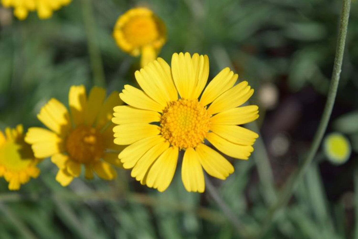 Hymenoxys s. "Four Nerve Daisy" from our grower