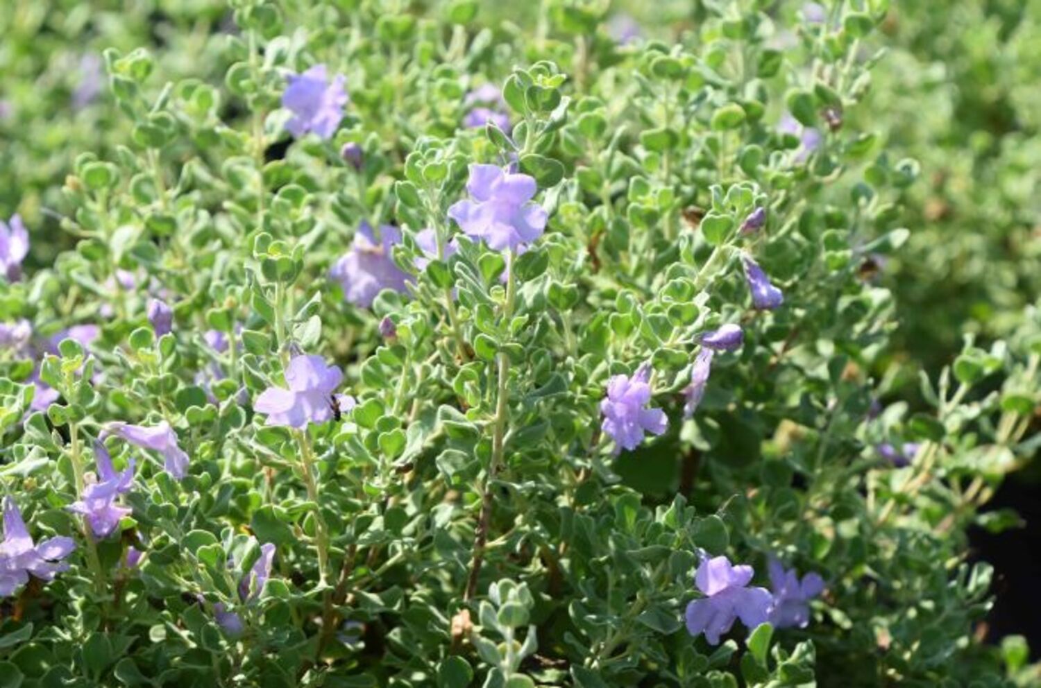 Leucophyllum 'Lynn's Legacy Everblooming' from our grower
