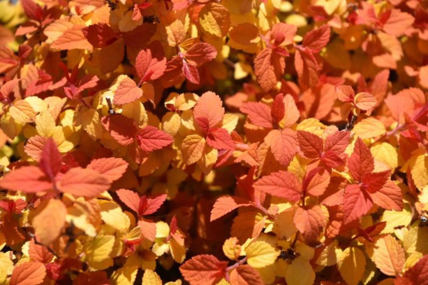 Spiraea j. Double Play® Candy Corn® PW® from our grower