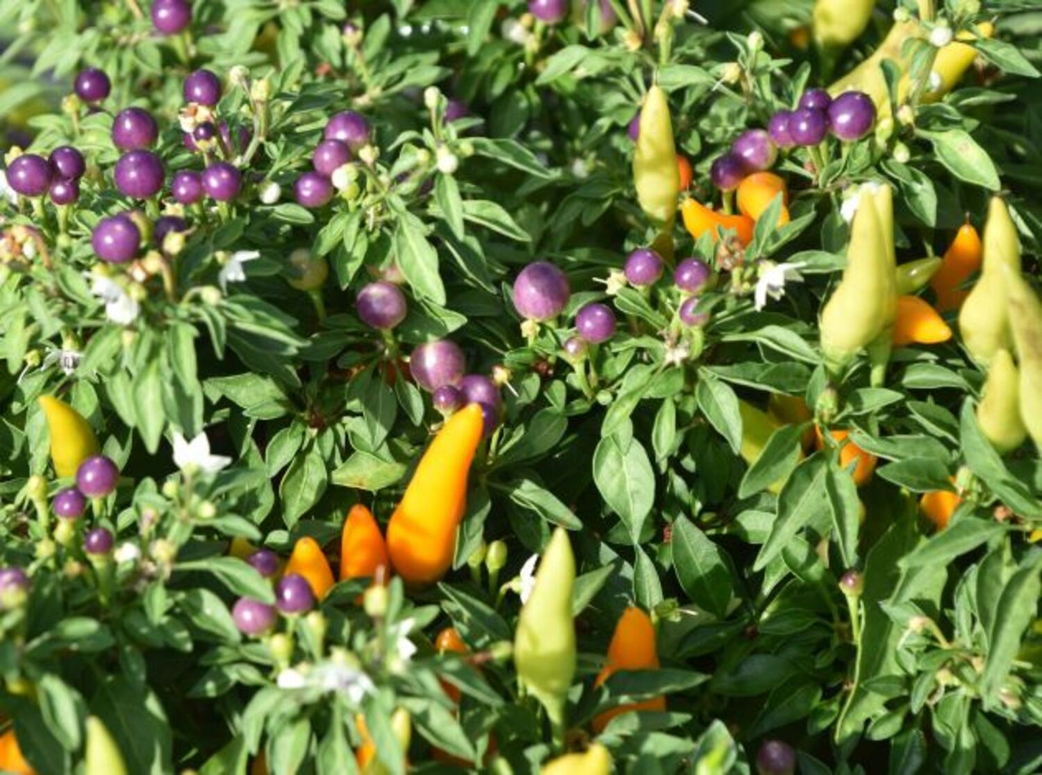 COMBO Pepper Hocus Pocus from our grower