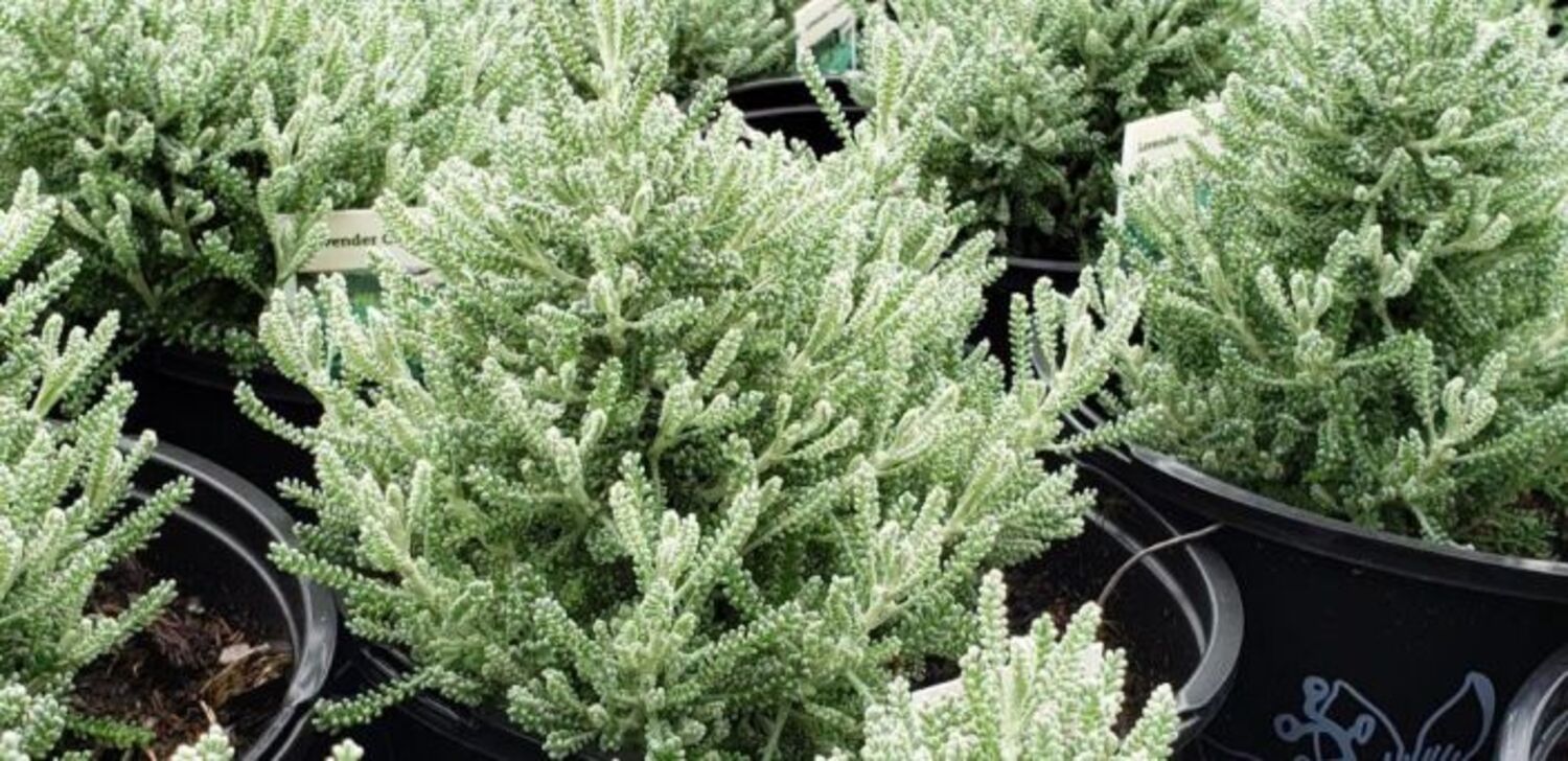 Santolina chamaecyparissus "Gray" from our grower