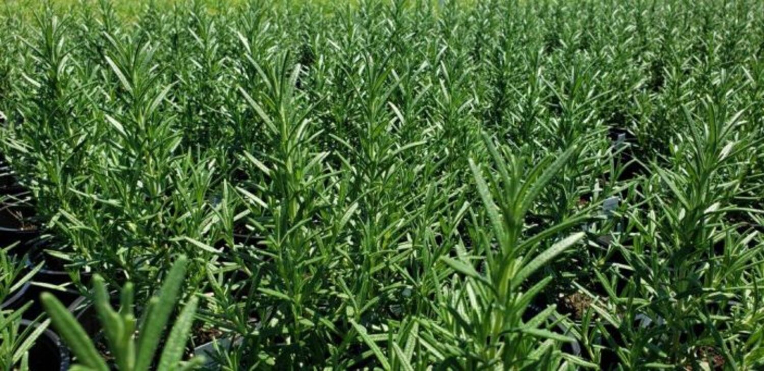 Rosmarinus officinalis 'Arp' from our grower