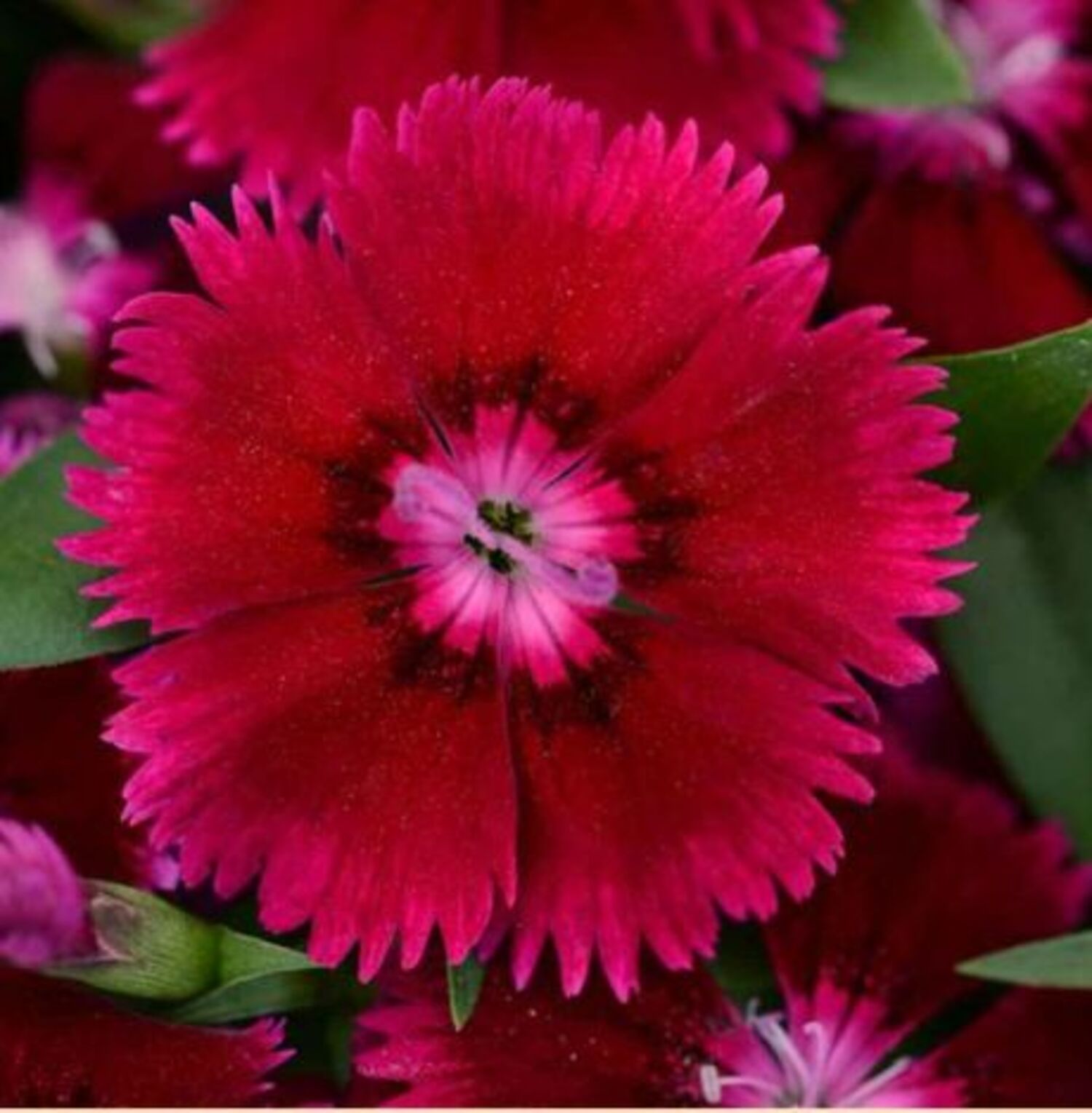 Dianthus 'Floral Lace Purple' from our grower