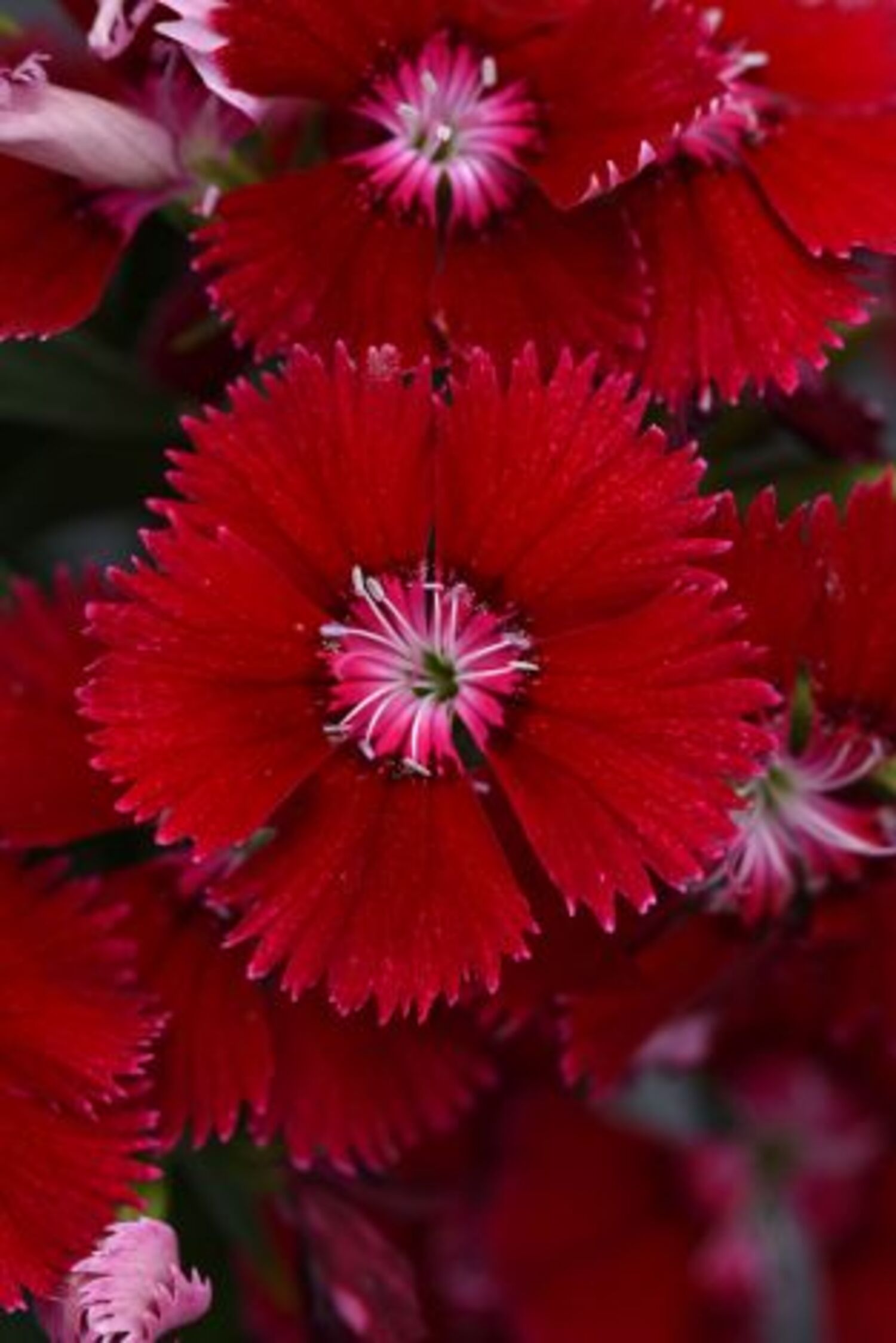 Dianthus 'Floral Lace Red' from our grower