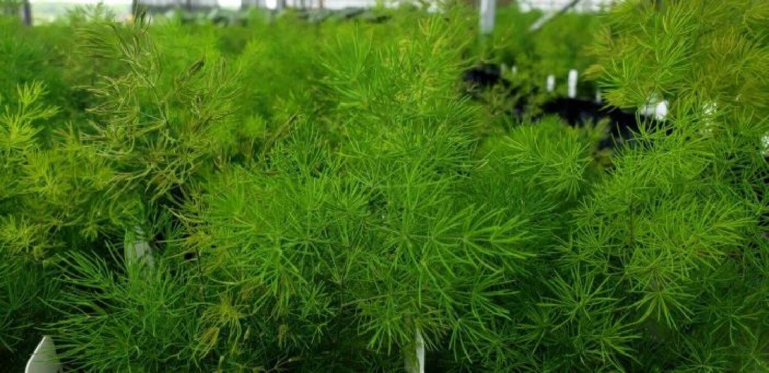 Asparagus 'Ming' from our grower