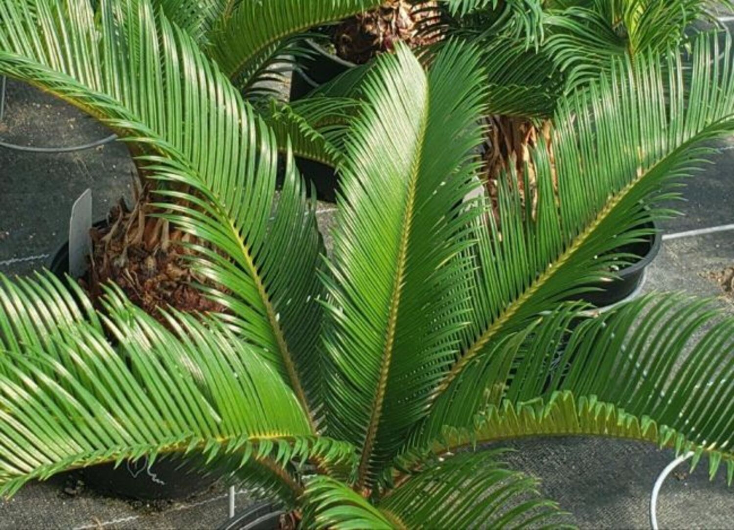 Cycas revoluta "Sago Palm" from our grower
