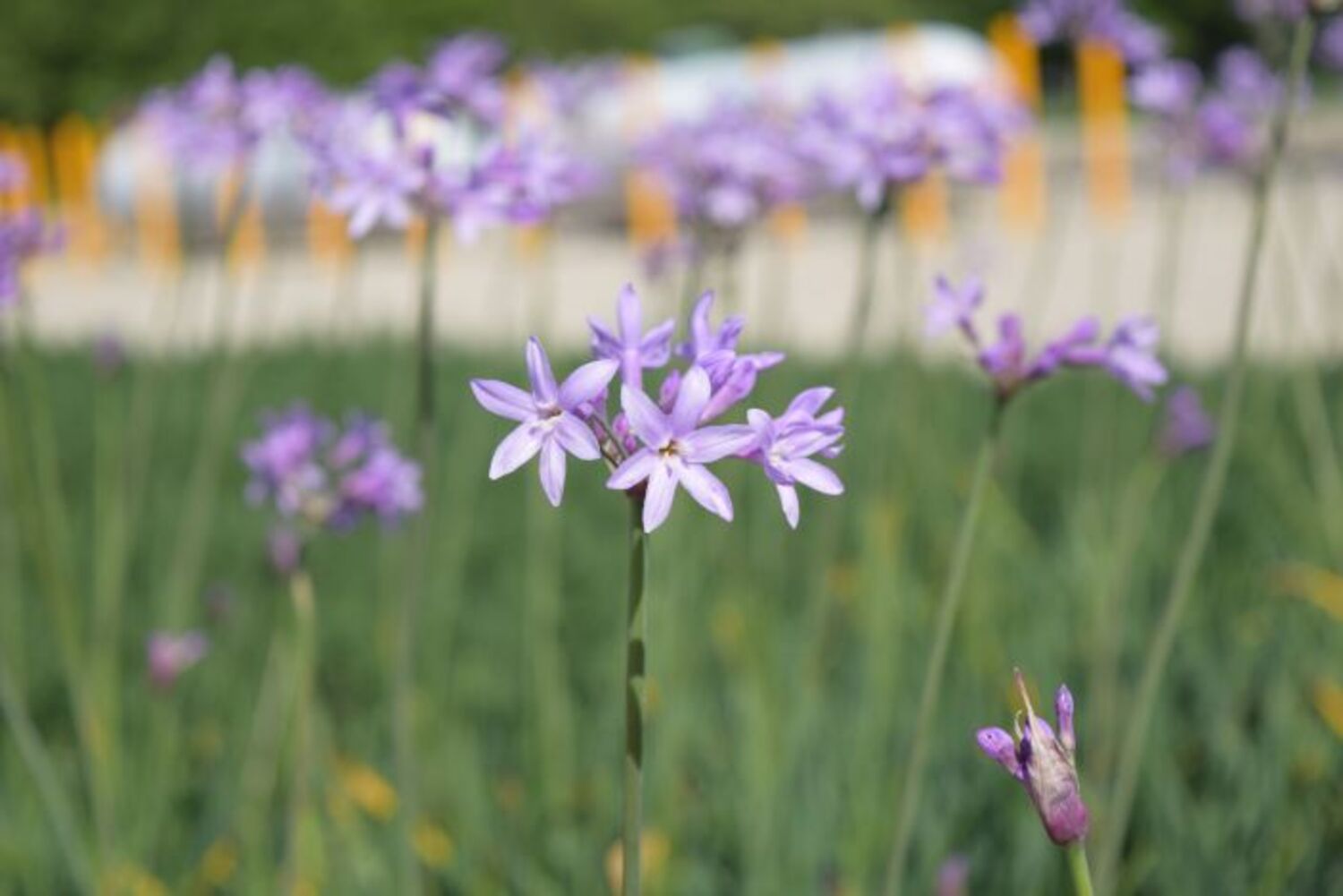 Tulbaghia v. Society Garlic from our grower