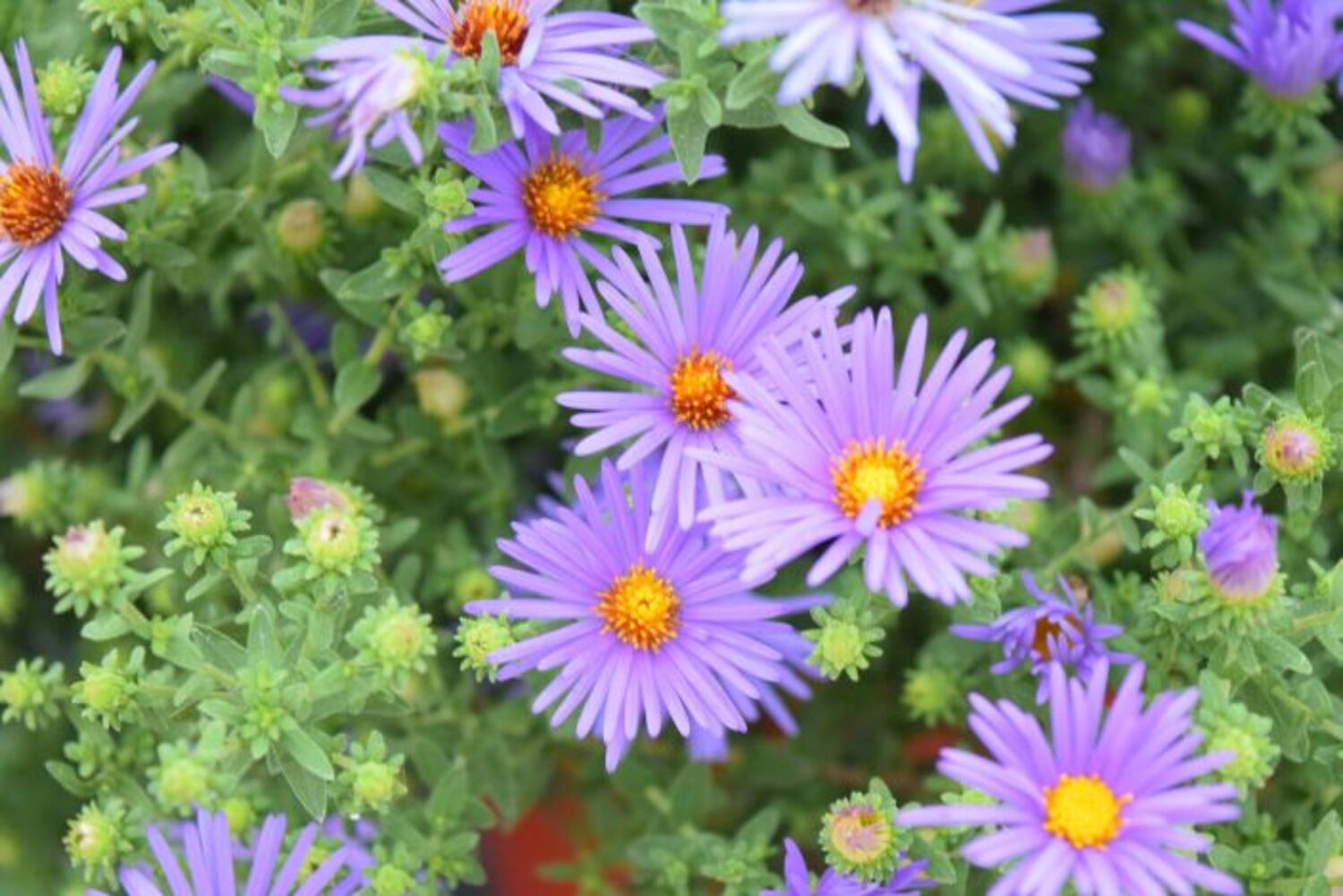 Aster oblongifolium from our grower