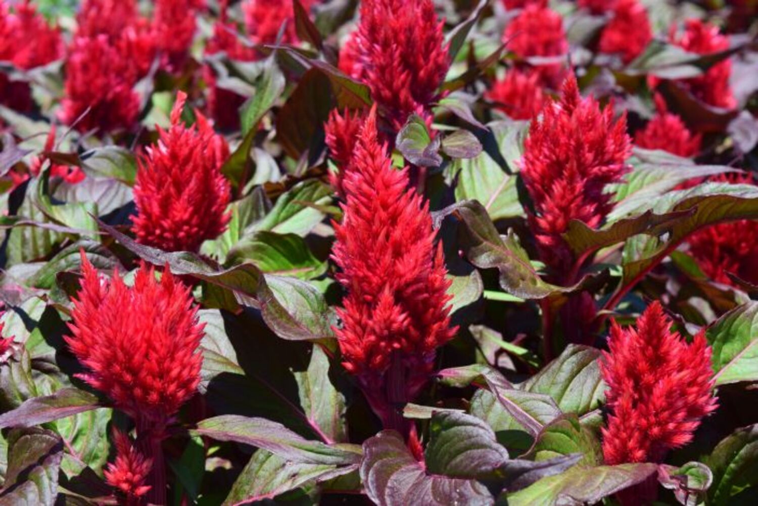 Celosia 'Smart Look Red' from our grower