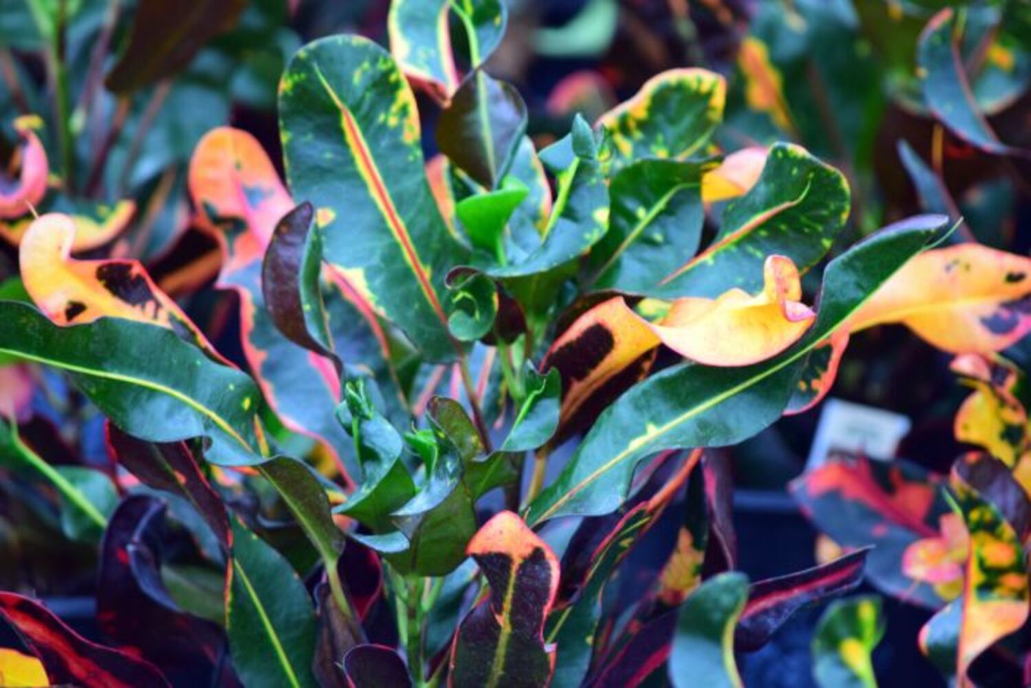 Croton 'Mamey'