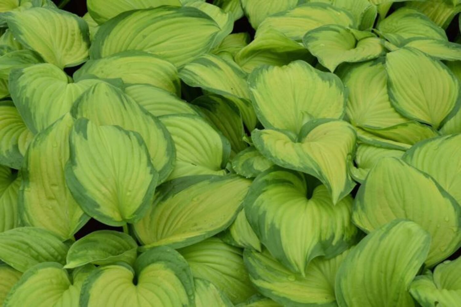 Hosta 'Guacamole' from our grower
