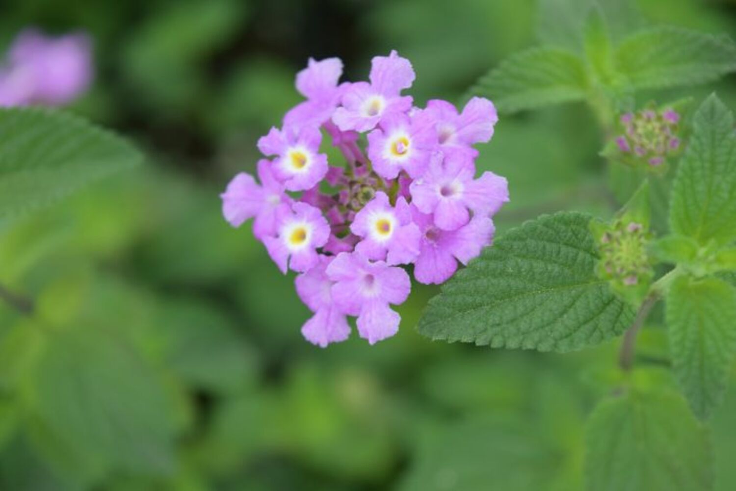 Lantana 'Purple Trailing' for sale in Dallas–Fort Worth
