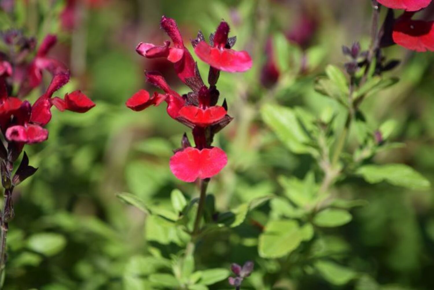 Salvia g. 'Mirage™ Cherry Red' from our grower