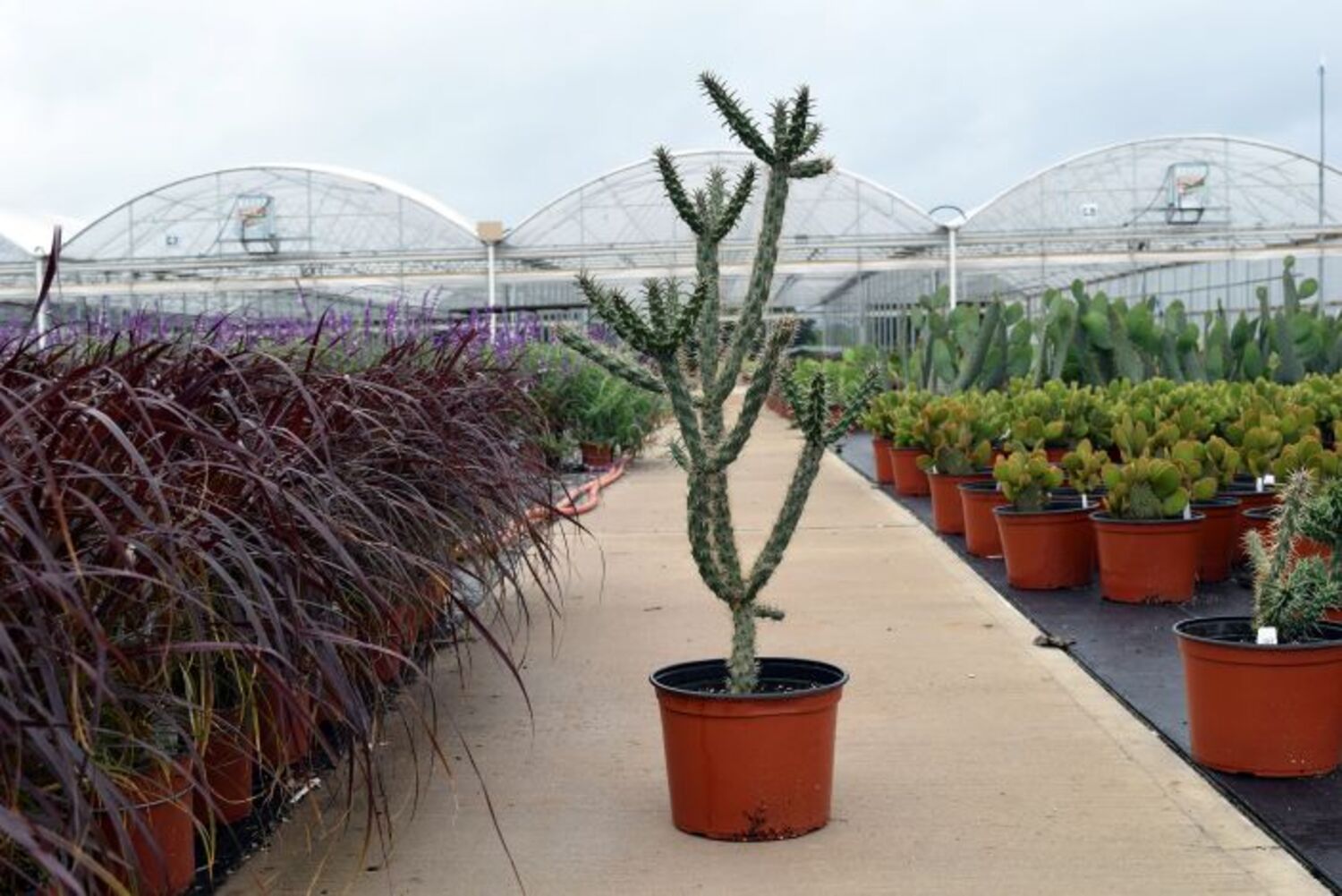 Cylindropuntia imbricata "Cholla" (6) from our grower