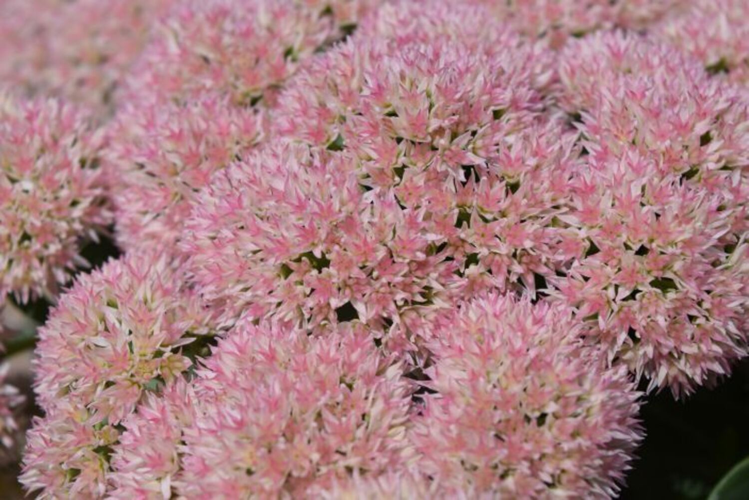 Sedum s. 'Autumn Joy' from our grower
