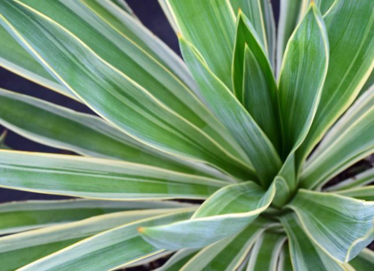 Yucca g. 'Variegata' (7a) from our grower