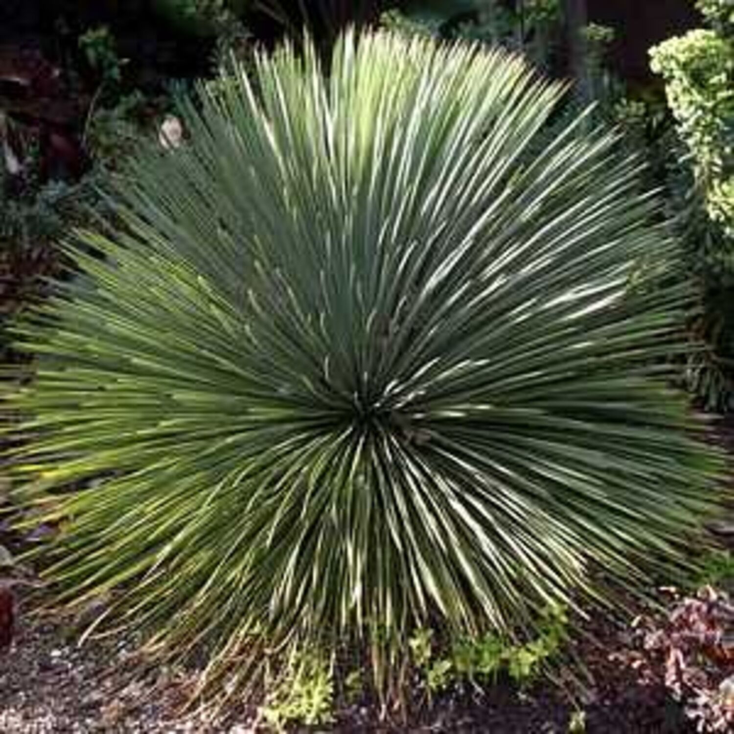 Yucca linearifolia (7) from our grower
