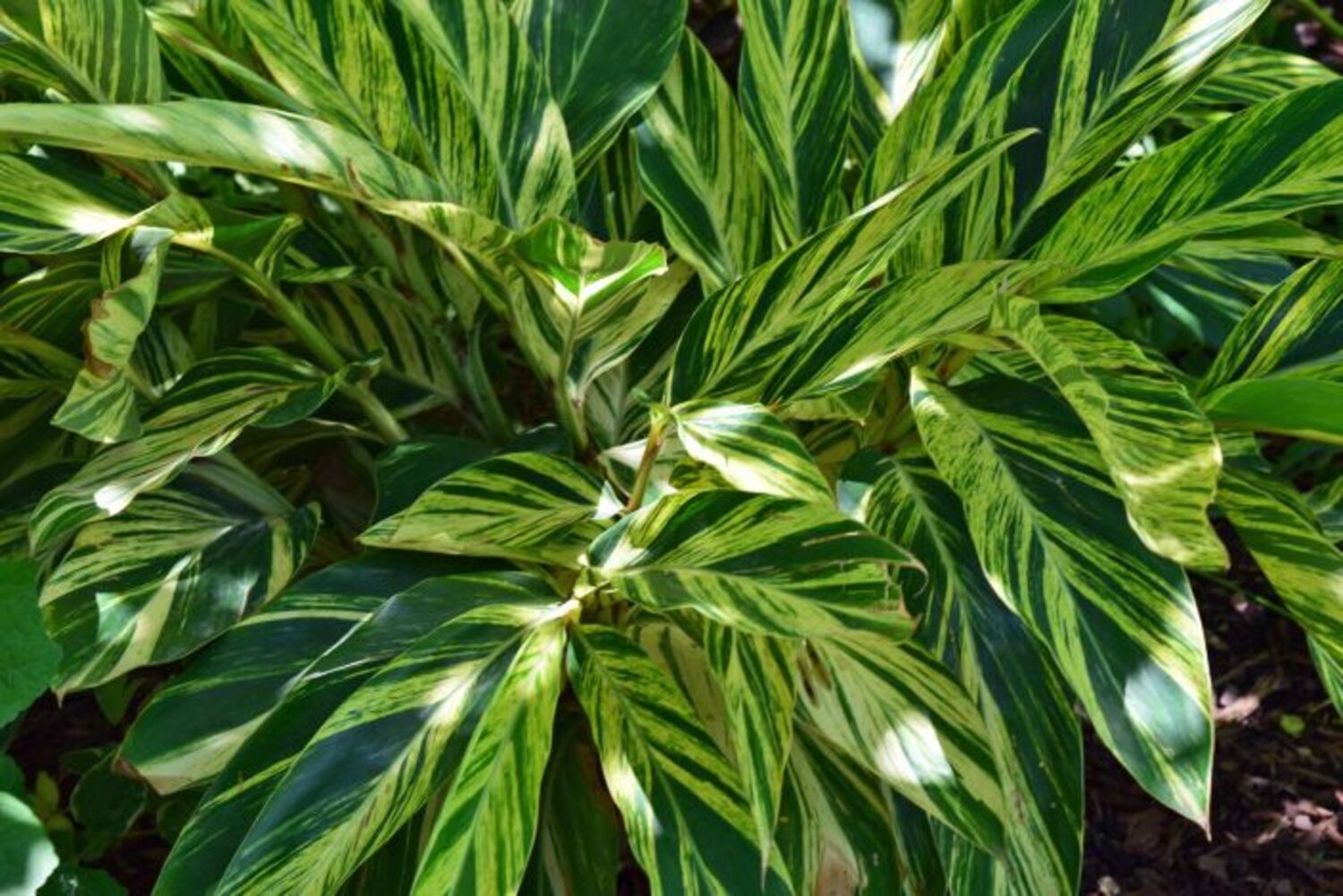 Alpinia z. variegated