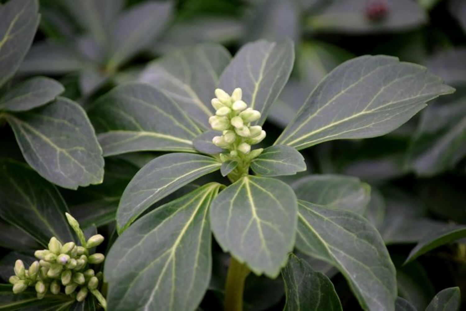 Pachysandra terminalis 'Green Sheen' from our grower