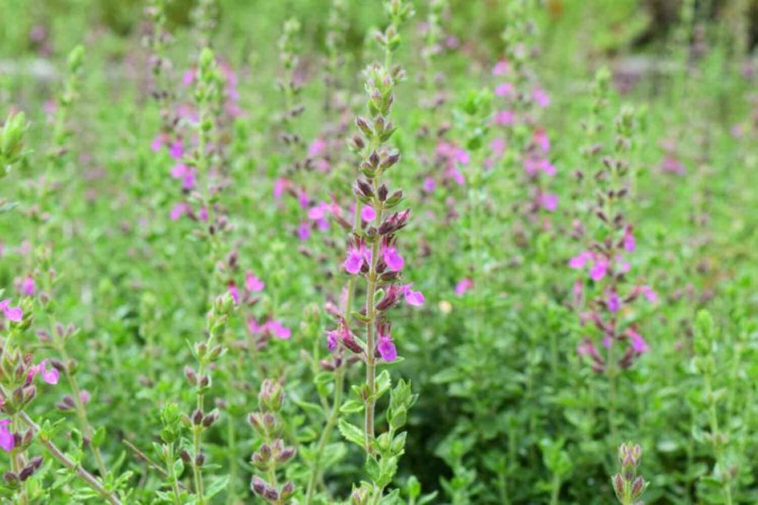 Teucrium chamaedrys from our grower