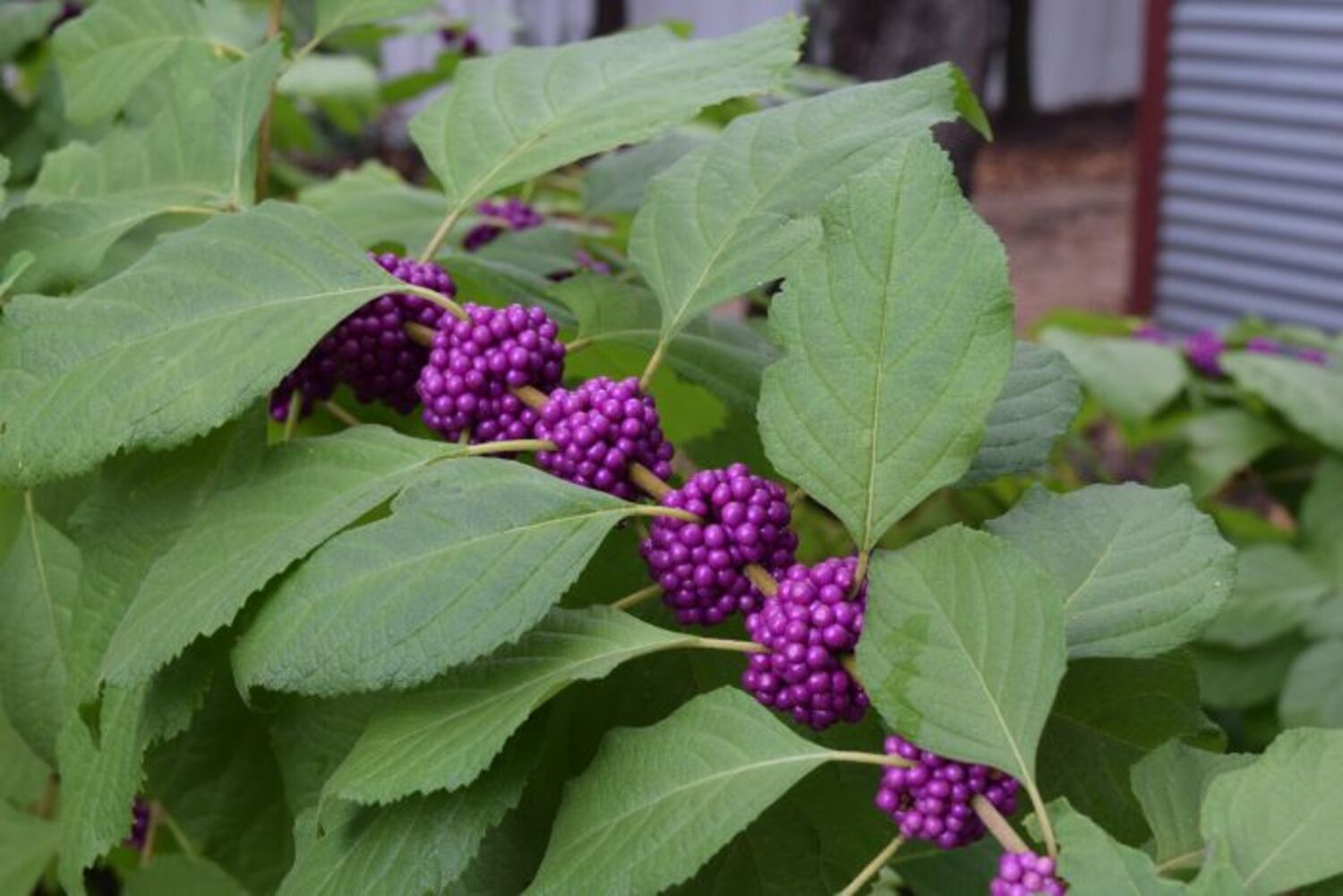 Callicarpa americana from our grower