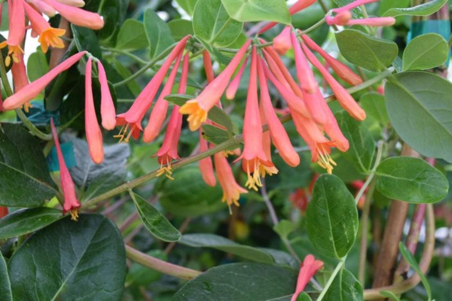 Lonicera sempervirens "Coral Honeysuckle" from our grower