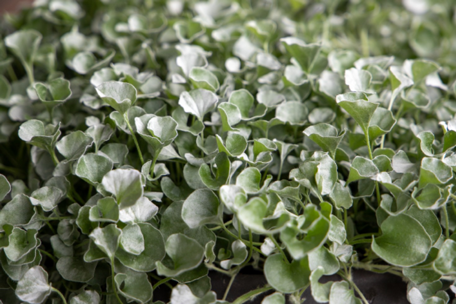 Dichondra argentea 'Silver Surfer' for sale in Dallas–Fort Worth