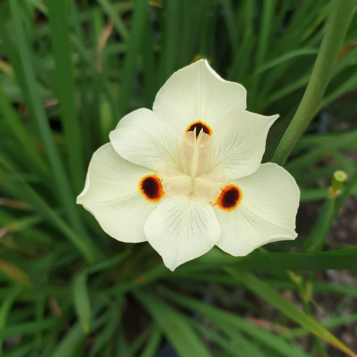 Dietes i. 'Bicolor'' from our grower