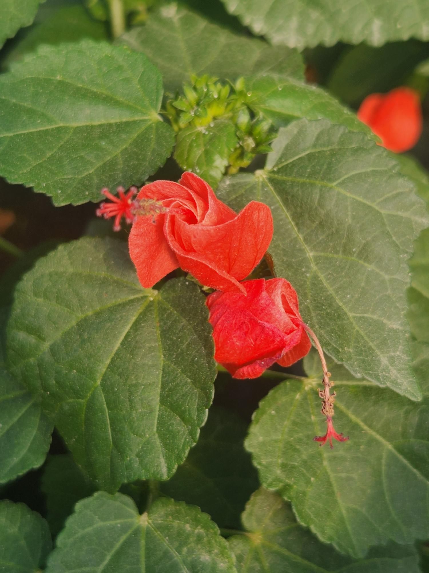 Malvaviscus d. 'Big Mama' from our grower